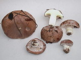 Suillus albivelatus image