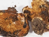 Paxillus obscurisporus image