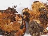 Paxillus obscurisporus image