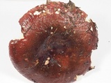Russula xerampelina image