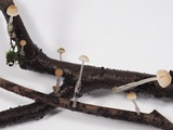 Roridomyces roridus image