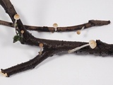 Roridomyces roridus image