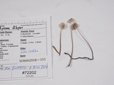 Mycena filopes image