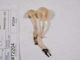 Hygrocybe russocoriacea image