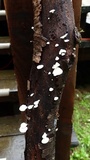 Cheimonophyllum candidissimum image