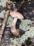 Boletus pallidus image