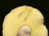Boletus pallidus image