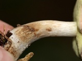 Boletus pallidus image