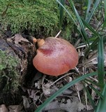 Fistulina hepatica image