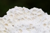 Postia caesia image