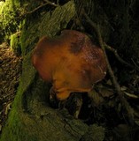 Fistulina hepatica image