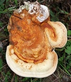 Ganoderma curtisii image