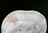 Ganoderma curtisii image
