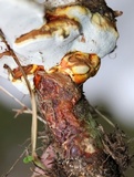 Ganoderma curtisii image