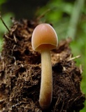 Conocybe incarnata image