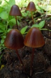 Conocybe incarnata image