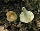 Lactarius azonites image