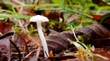 Hygrocybe russocoriacea image