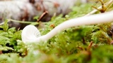 Hygrocybe russocoriacea image