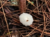 Marasmius calhouniae image
