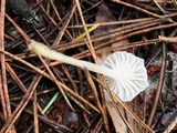 Marasmius calhouniae image