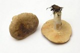 Lactarius azonites image