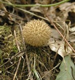 Lycoperdon echinatum image