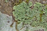 Physcia atrostriata image