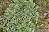 Physcia atrostriata image