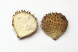 Lycoperdon echinatum image