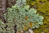 Physcia atrostriata image
