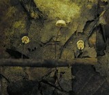 Marasmius bulliardii image