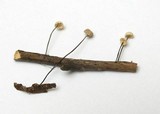 Marasmius bulliardii image
