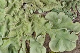 Parmotrema tinctorum image