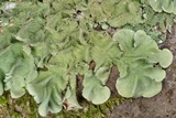 Parmotrema tinctorum image