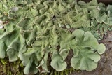 Parmotrema tinctorum image