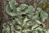 Parmotrema tinctorum image