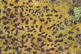 Bathelium carolinianum image