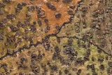 Bathelium carolinianum image