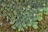 Punctelia missouriensis image