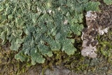 Punctelia missouriensis image