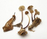 Marasmius cohaerens image
