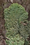 Canoparmelia caroliniana image