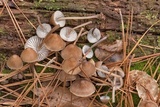Mycena alcalina image