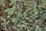 Parmotrema reticulatum image