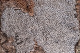 Biscogniauxia atropunctata image