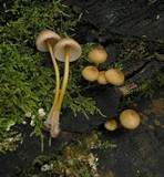 Mycena renati image