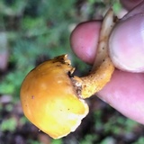 Cantharellus formosus image