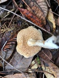 Hydnum oregonense image