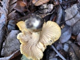 Cantharellus formosus image